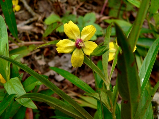 {Lysimachia lanceolata}